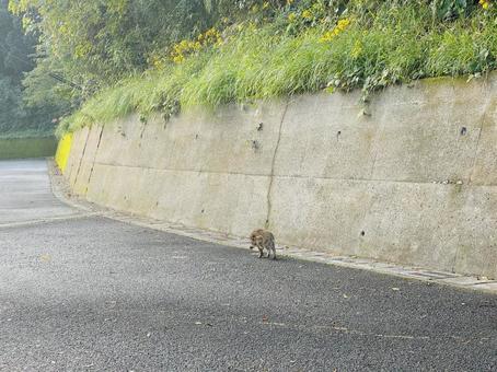 一人散歩のウリボー 自然,イノシシ,猪の写真素材