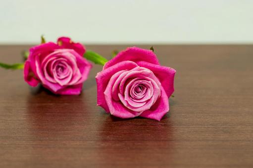 ピンク色のバラ 花,植物,ローズの写真素材