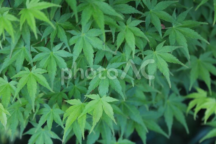 モミジの葉2(横浜市内にて) もみじ,新緑,緑色の写真素材