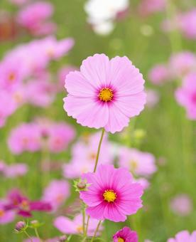 コスモス畑に咲く可愛いピンクの秋桜(縦) コスモス畑に咲く可愛いピンクの秋桜(縦) コスモス,コスモス畑,秋の写真素材