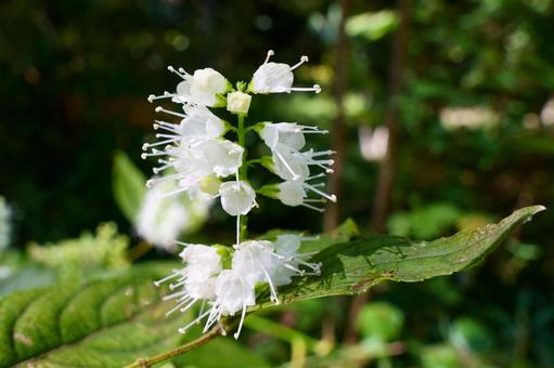 シモバシラ シモバシラ,花,白の写真素材