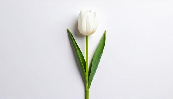 一輪のチューリップの花 一輪のチューリップの花の写真