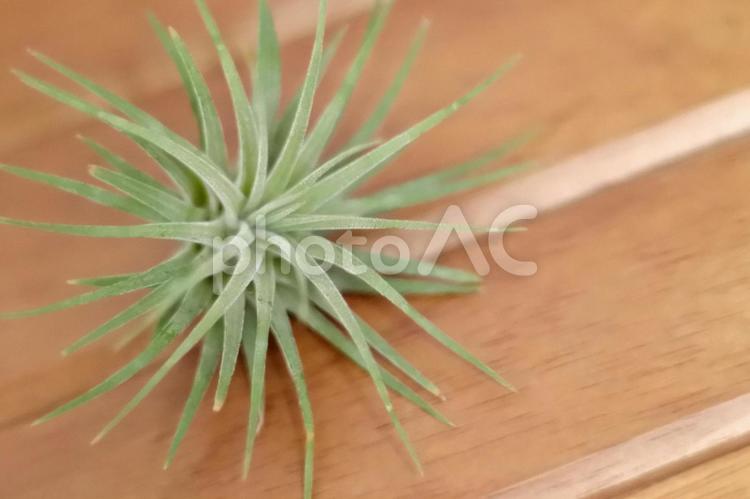 インテリアとしてのエアプランツ エアプランツ,エアープランツ,観葉植物の写真素材