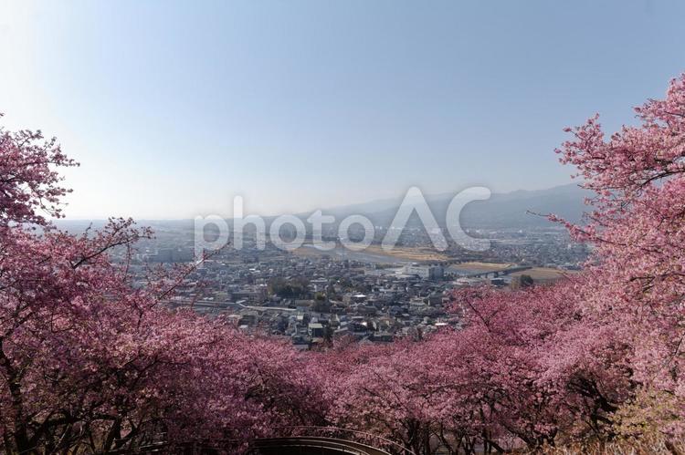 西平畑公園のまつだ桜まつりの桜 桜,まつだ桜まつり,西平畑公園の写真素材