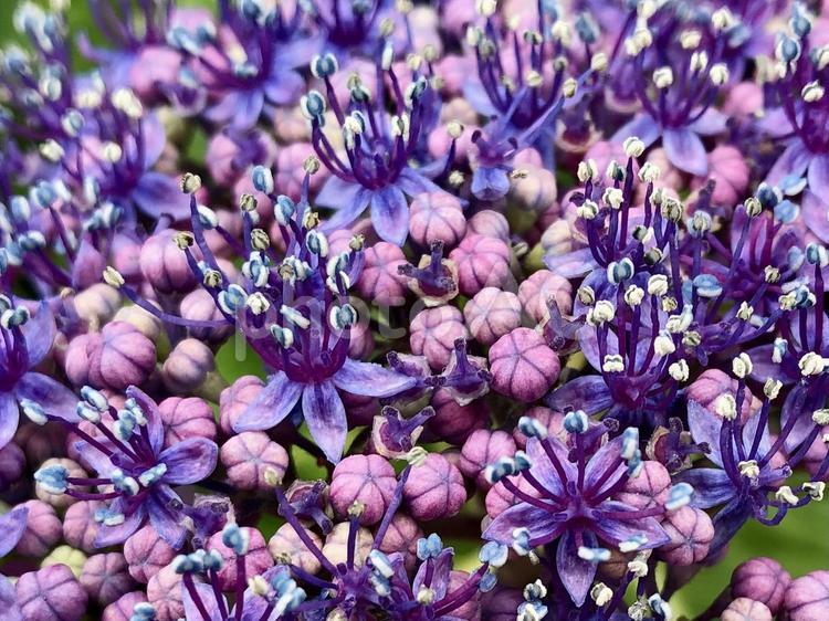 アジサイの花 アジサイ,紫陽花,花の写真素材