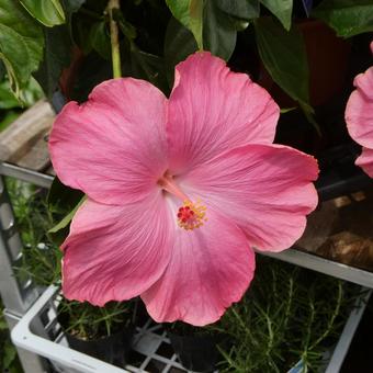 Hibiscus flower pink dimples summer flower, JPG