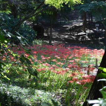 彼岸花 彼岸花の写真