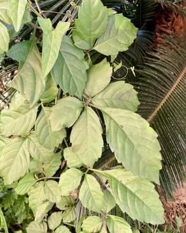 やぶからしの葉っぱの写真