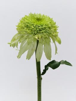 グリーン色のエキナセアの花 グリーン色のエキナセアの花 花,植物,エキナセアの写真素材