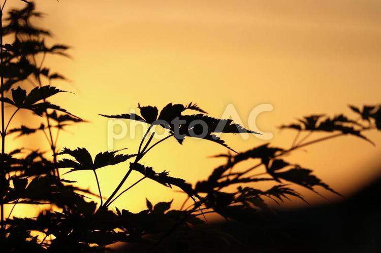 夕暮れ01 夕暮れ,夕焼け,夕日の写真素材