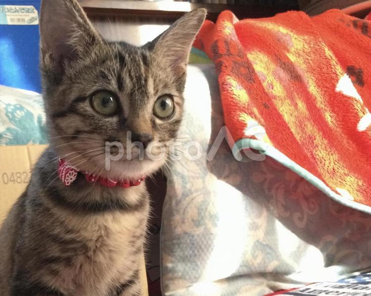 仔猫時代の猫 かわいい,猫,ネコの写真素材