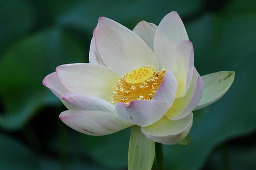 神聖な花 神聖な花 ハス,花,ハス科の植物の写真素材