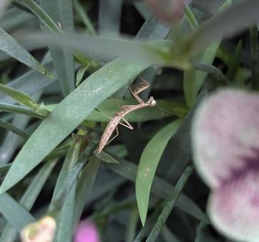 Photo, mantis, insect, children, 