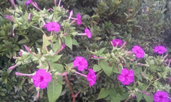 桃色の花 桃色の花の写真