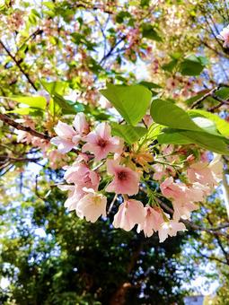 桜の花と青空 桜の花と青空の写真