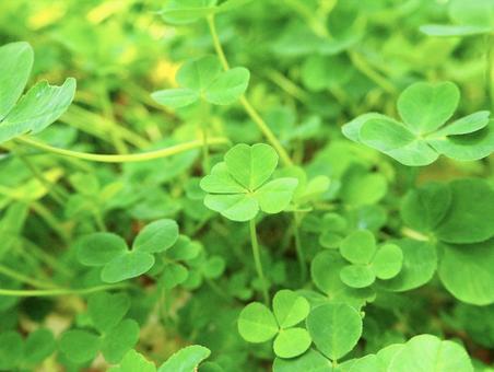 四葉のクローバー 四葉のクローバー,幸せ,緑の写真素材