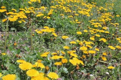 Dandelion landscape, JPG Dandelion landscape, JPG