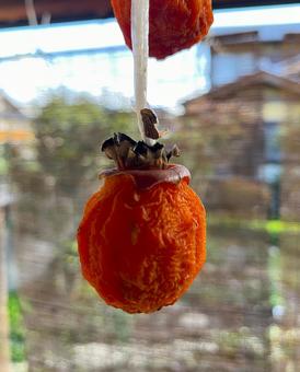 干し柿 干し柿,柿,柿色の写真素材