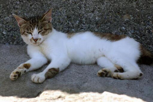 ウトウトする岩場のキジ白猫 ネコ,ノラ猫,キジ白猫の写真素材