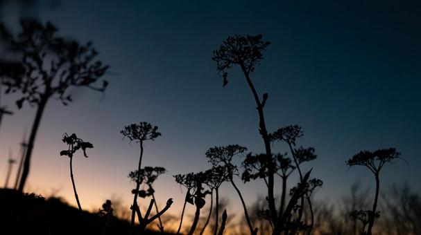 夕日に染まる枯れた冬の紫陽花	 夕日,冬,紫陽花の写真素材