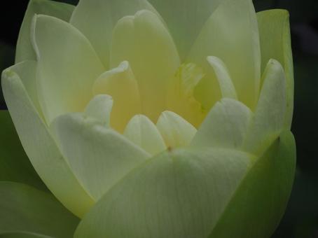 蓮の花 蓮の花の写真
