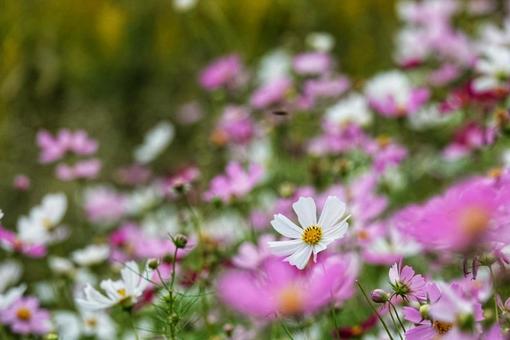 秋風に揺れて2 秋風に揺れて2の写真