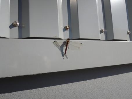 アキアカネ（秋茜） 赤蜻蛉,トンボ,蜻蛉の写真素材