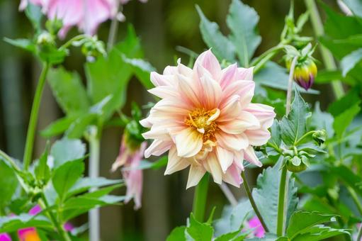 淡いピンク色のダリアが咲く6月の庭 淡いピンク色のダリアが咲く6月の庭の写真