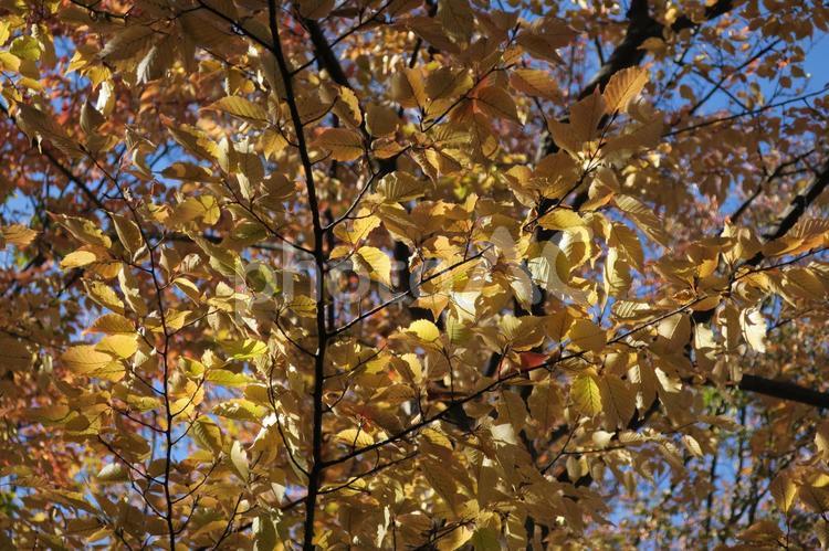 秋の木立、黄色く色つく木の葉 紅葉,赤,黄色の写真素材