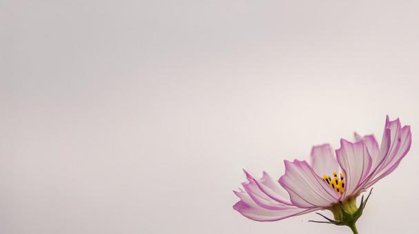 コスモス畑 コスモス畑 こすもす,一輪,秋の写真素材