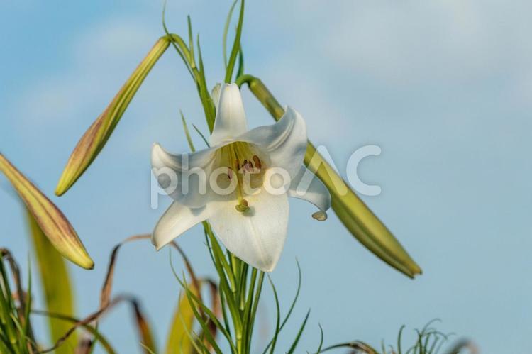 青空に映える白い百合の花 風景,自然,空の写真素材