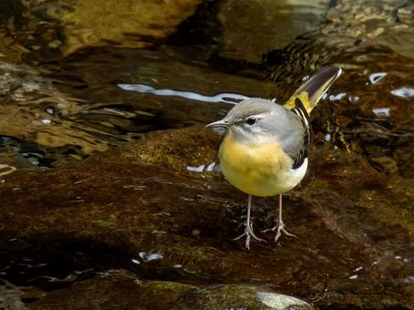 キセキレイ キセキレイ,野鳥,鳥の写真素材