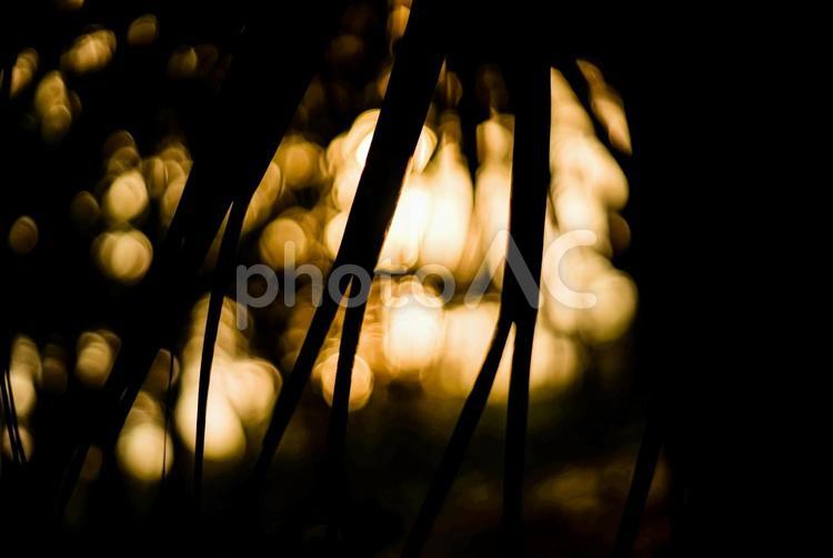 ※＜五島＞夜明けのビロウ椰子の木漏れ日 ビロウ,椰子,ヤシの木の写真素材