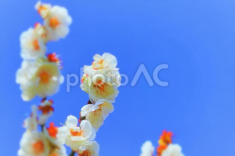 抜けるような快晴の青空と可憐な白梅 植物,花,梅の写真素材