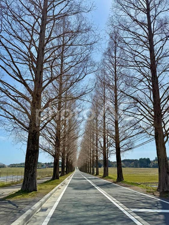 マキノのメタセコイア並木道_2 メタセコイア,並木,道の写真素材