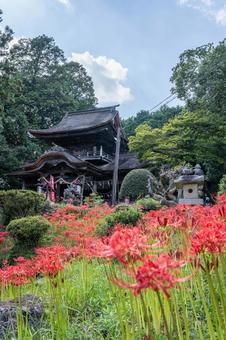 山口県　鰐鳴八幡宮の彼岸花 山口県,山口,彼岸花の写真素材
