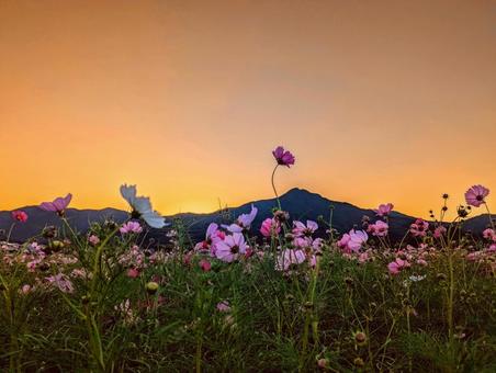 夕暮れのコスモス畑 コスモス,秋,晩秋の写真素材