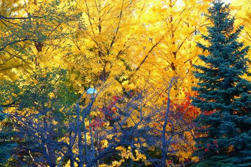 Autumn colors, autumn, autumn, late autumn, JPG