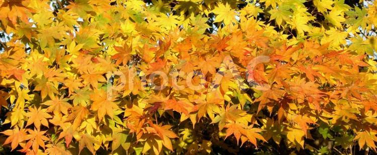 秋の訪れ 秋,紅葉,もみじの写真素材