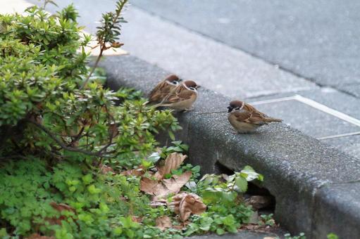 スズメたちの都市暮らし スズメたちの都市暮らし スズメ,鳥,小鳥の写真素材