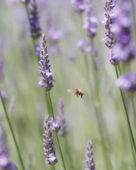 Lavender and bees, JPG Lavender and bees, JPG
