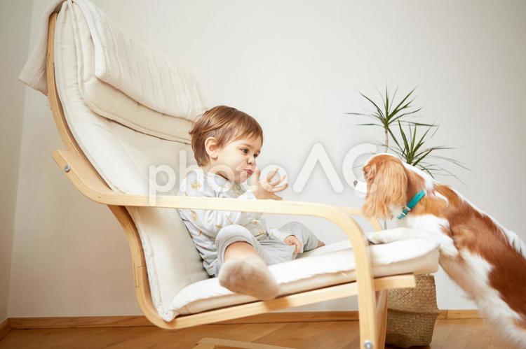 犬と男の子2 男の子,犬,アームチェアの写真素材