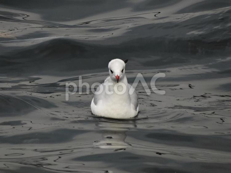 カモメ カモメ,海鳥,鳥の写真素材