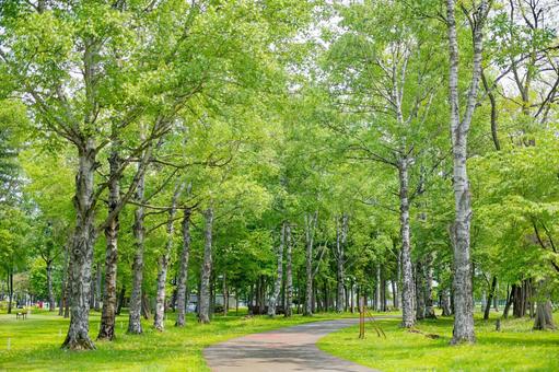 緑の中の道 緑の中の道,緑,初夏の写真素材