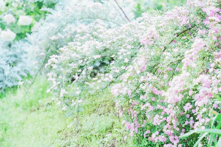春、たくさんの草木の花が花をつける 春,花,草木の写真素材
