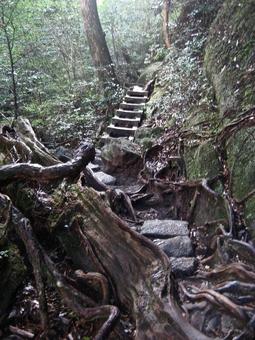 屋久島 屋久島の写真