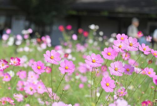 コスモス畑 コスモス畑 コスモス,ピンク,秋桜の写真素材