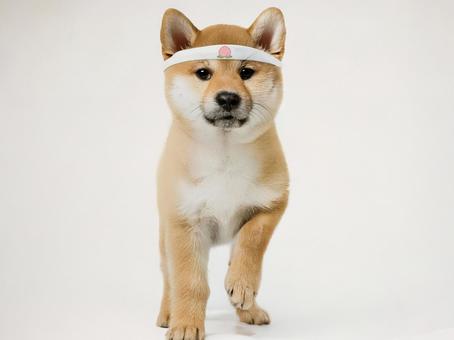 鉢巻の柴犬_AS000003の写真