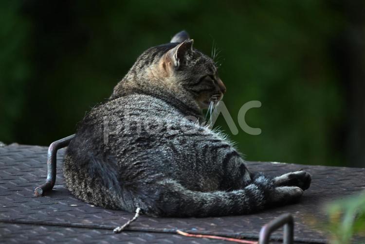 京都　哲学の道の猫ちゃん達  ② さくら耳,去勢,キジネコの写真素材