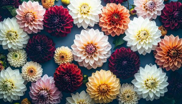 秋の花 ダリア 秋の花 ダリアの写真